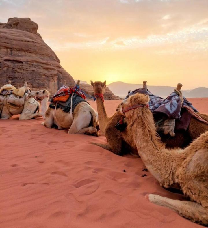 Wadi Rum Nature Eksteriør bilde