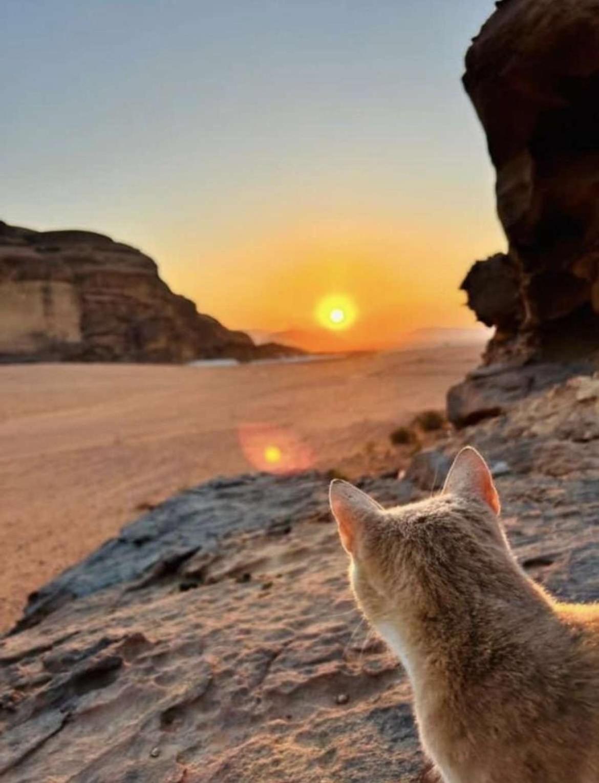 Wadi Rum Nature Eksteriør bilde